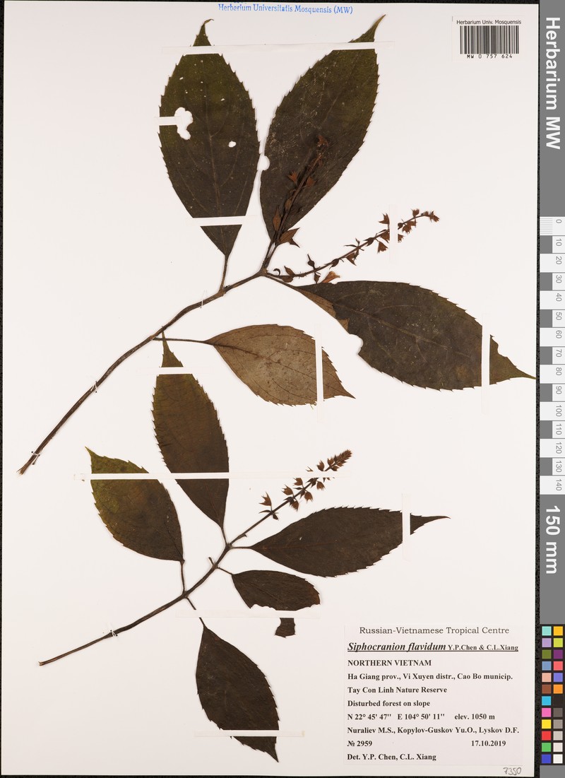 Siphocranion flavidum
