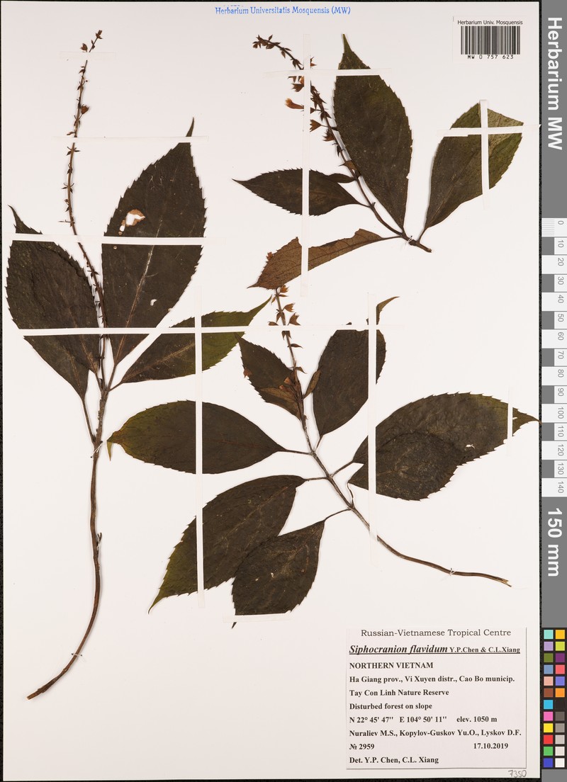 Siphocranion flavidum photo 2