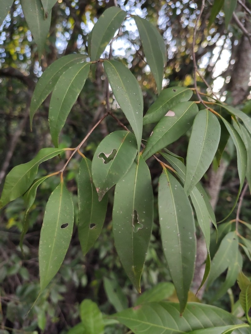Hoja Menuda photo 4