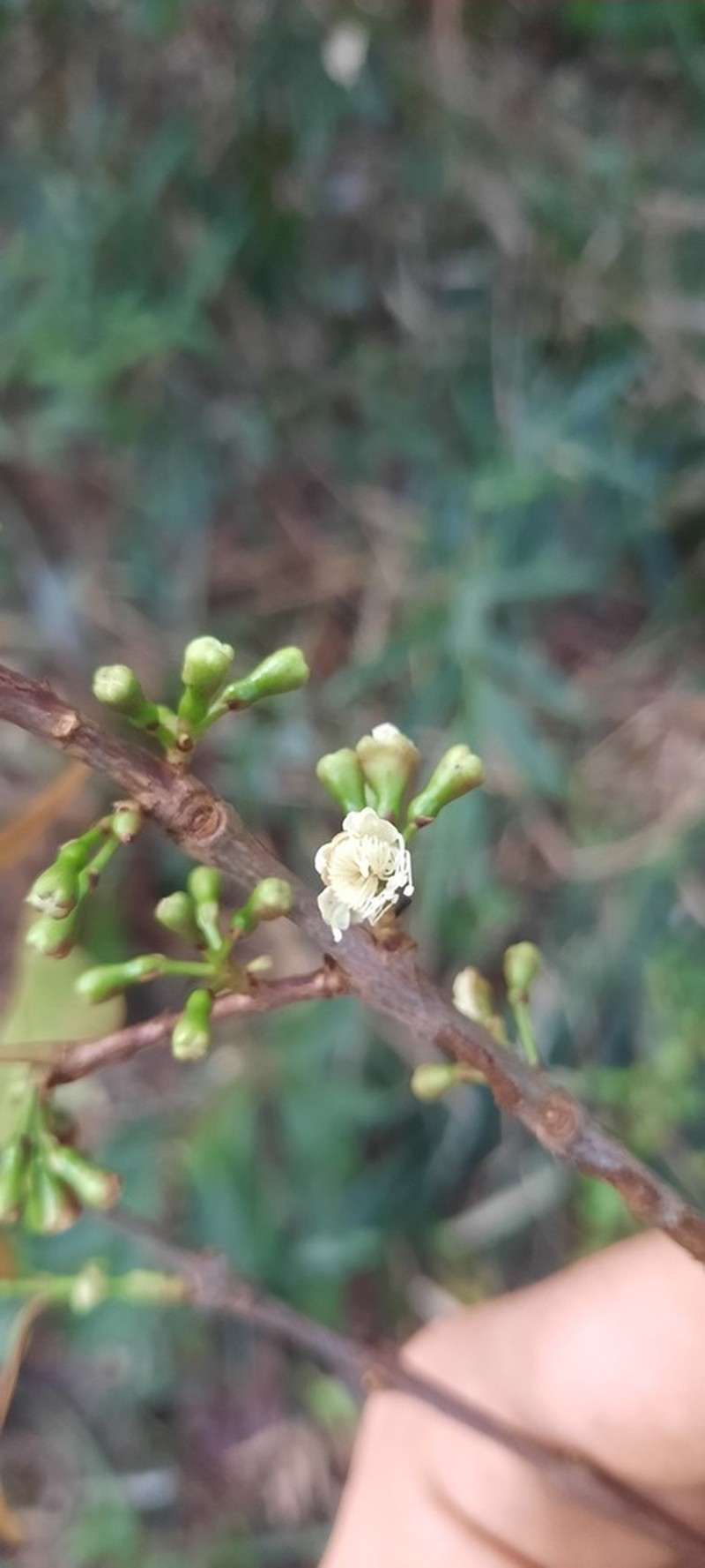 Hoja Menuda photo 5
