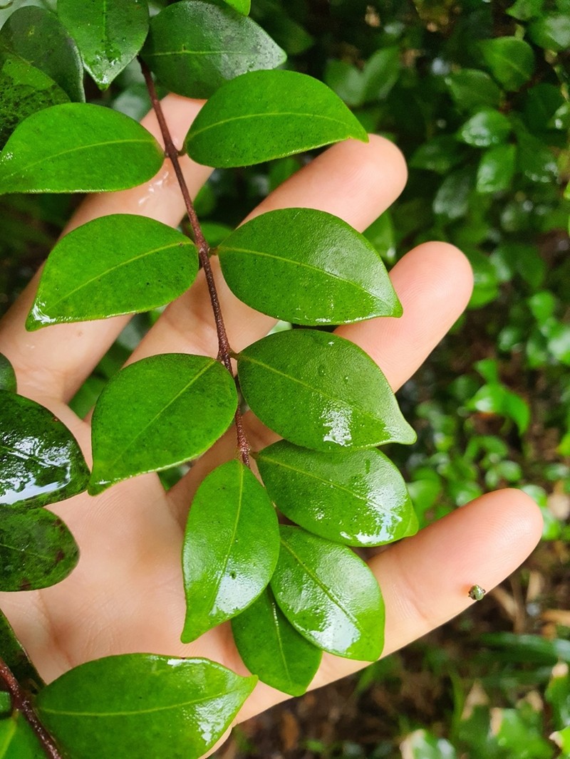 Hoja Menuda photo 6