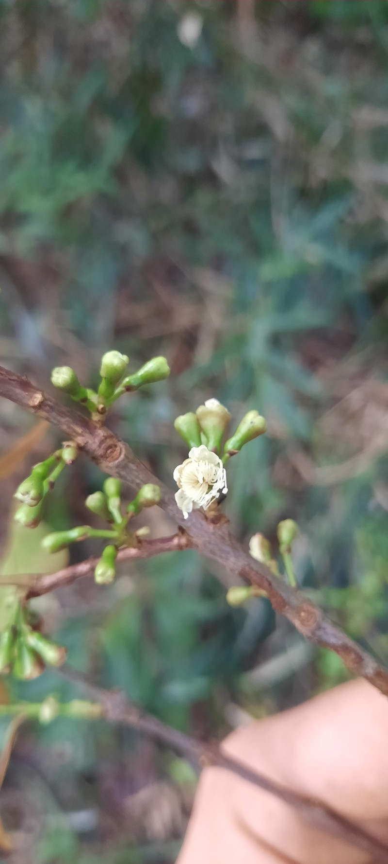 Hoja Menuda photo 7