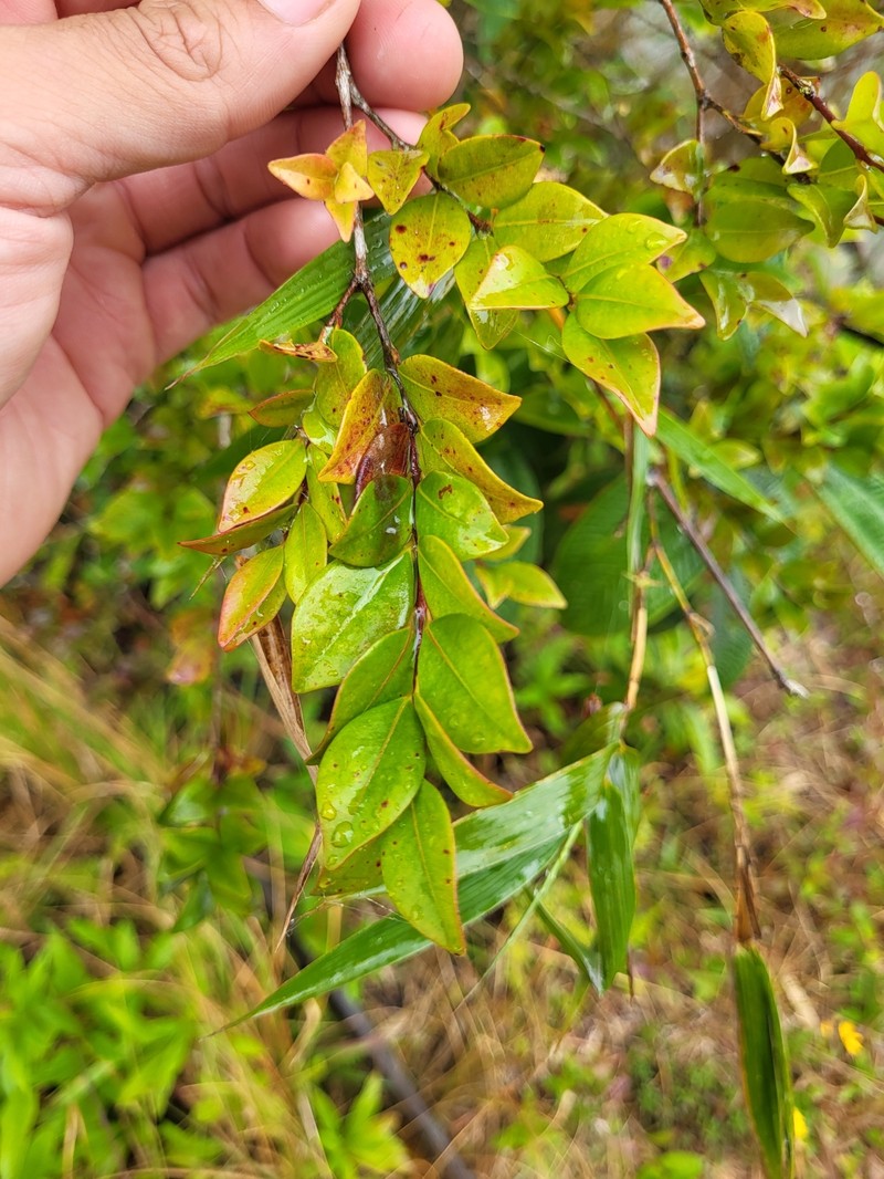 Hoja Menuda photo 8