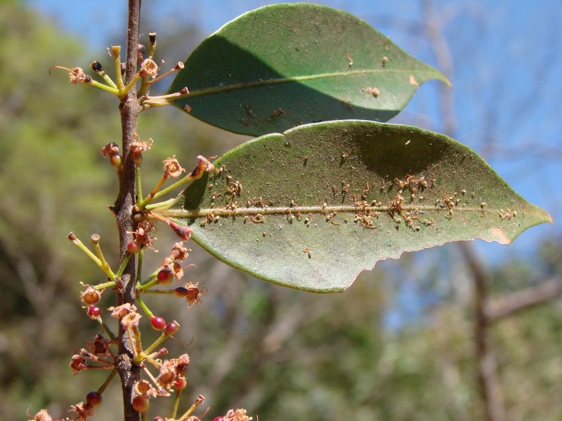 Hoja Menuda photo 2