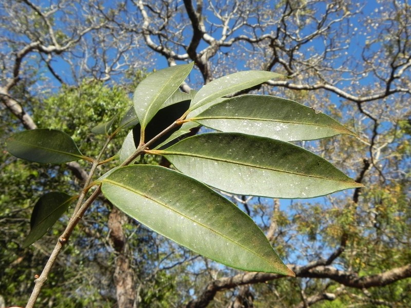 Hoja Menuda photo 3