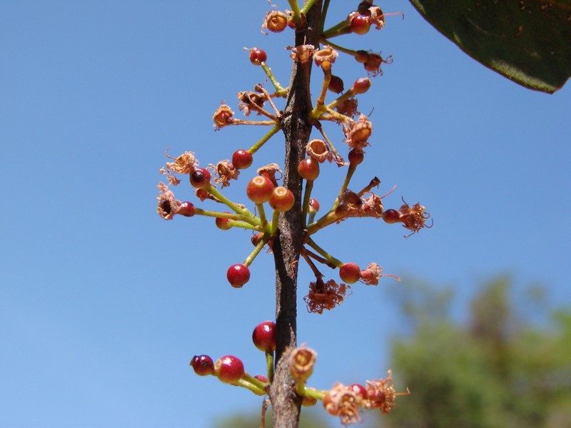 Hoja Menuda