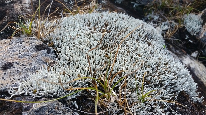 Whitefingers Lichen