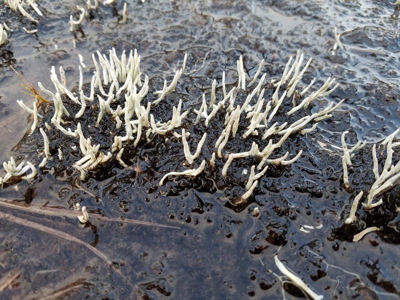 Whitefingers Lichen photo 2
