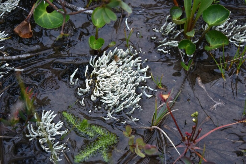 Whitefingers Lichen photo 3