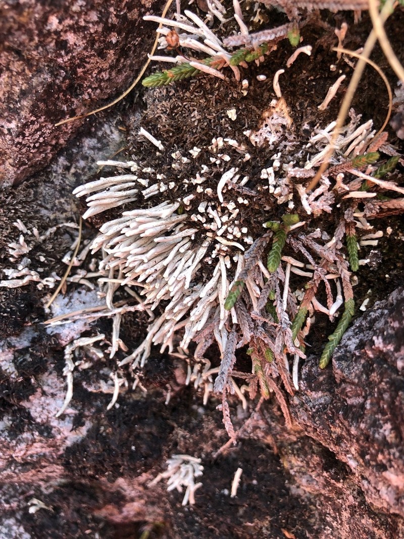 Whitefingers Lichen photo 4