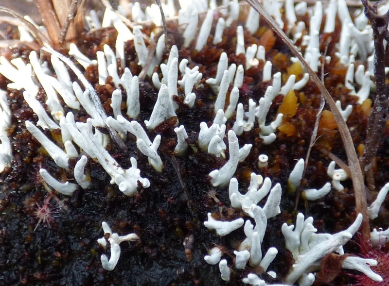 Whitefingers Lichen photo 5