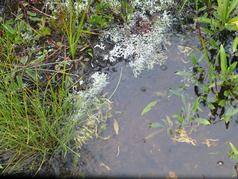 Whitefingers Lichen photo 6