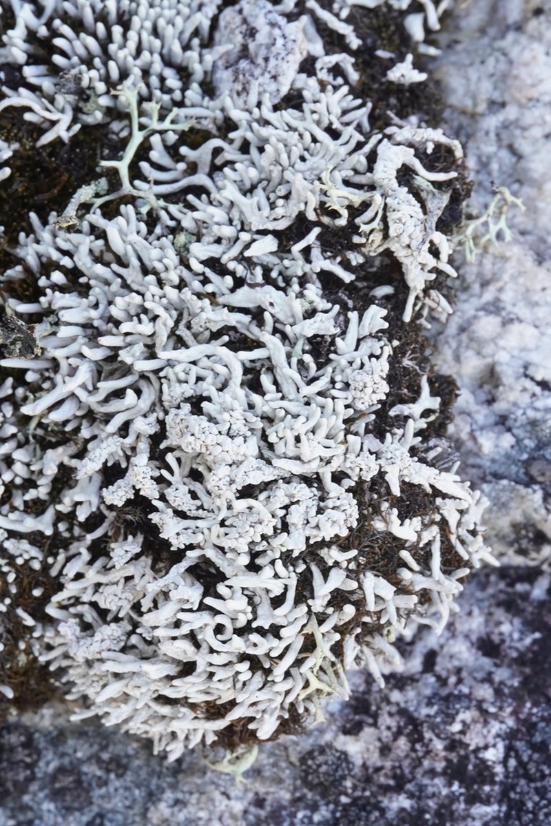 Whitefingers Lichen photo 7
