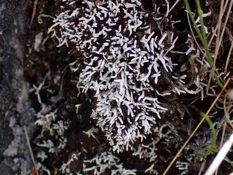 Whitefingers Lichen photo 8
