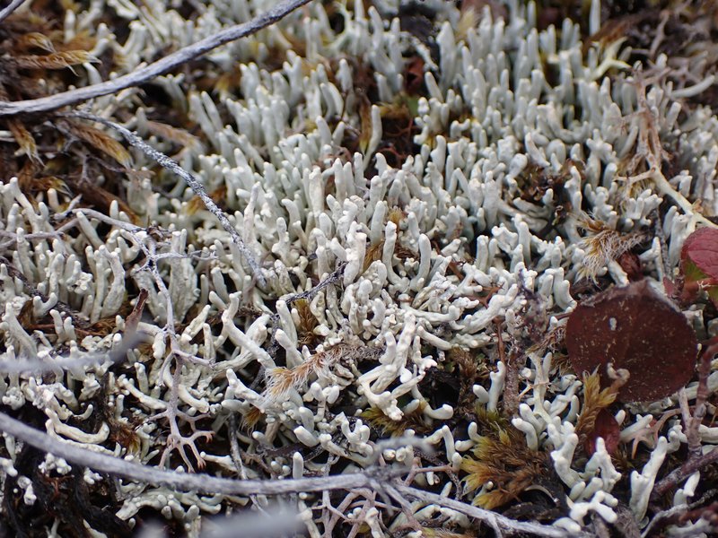 Whitefingers Lichen