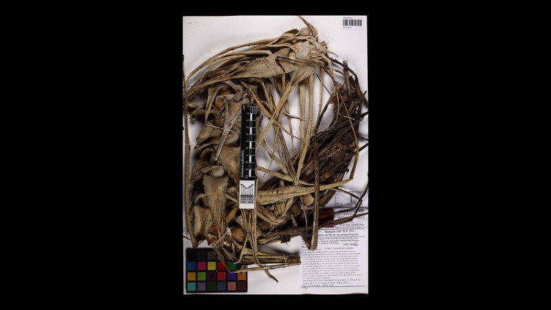 Siqueiranthus cinereus