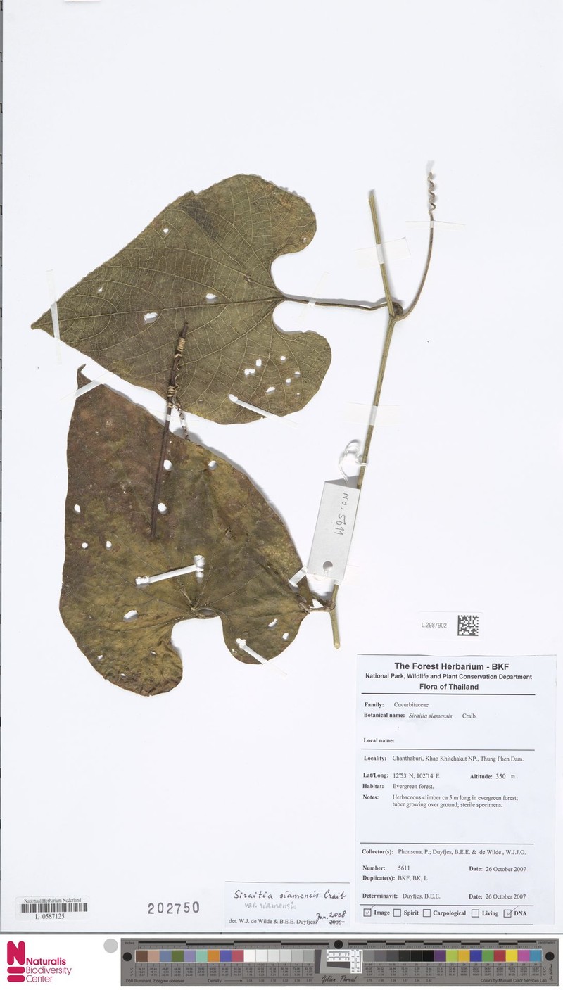 Siraitia siamensis var. siamensis