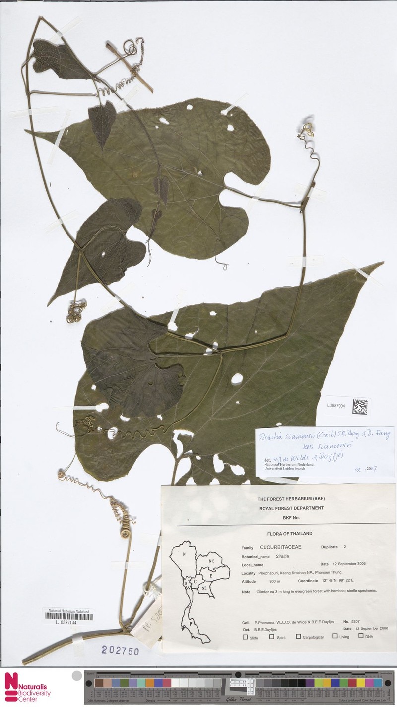 Siraitia siamensis var. siamensis photo 2