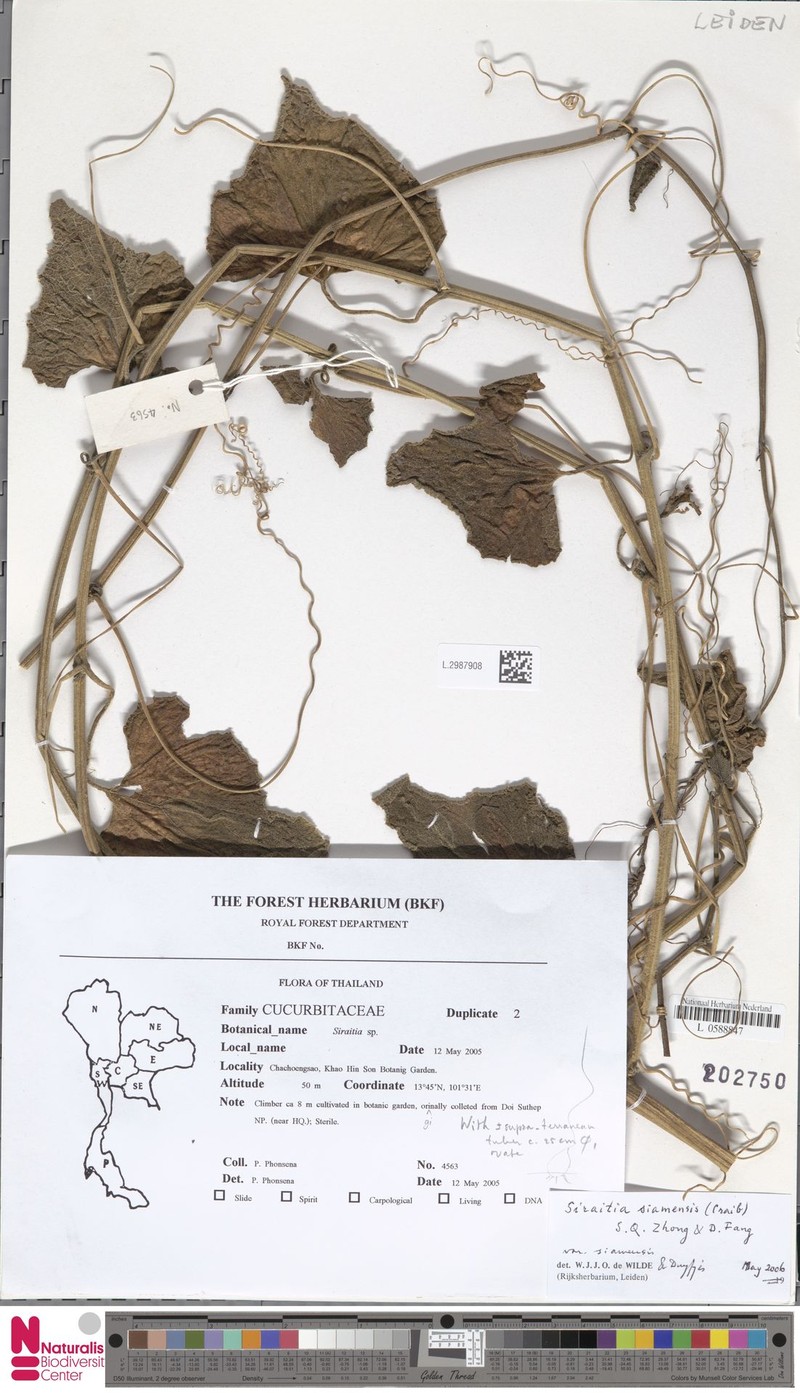 Siraitia siamensis var. siamensis photo 3