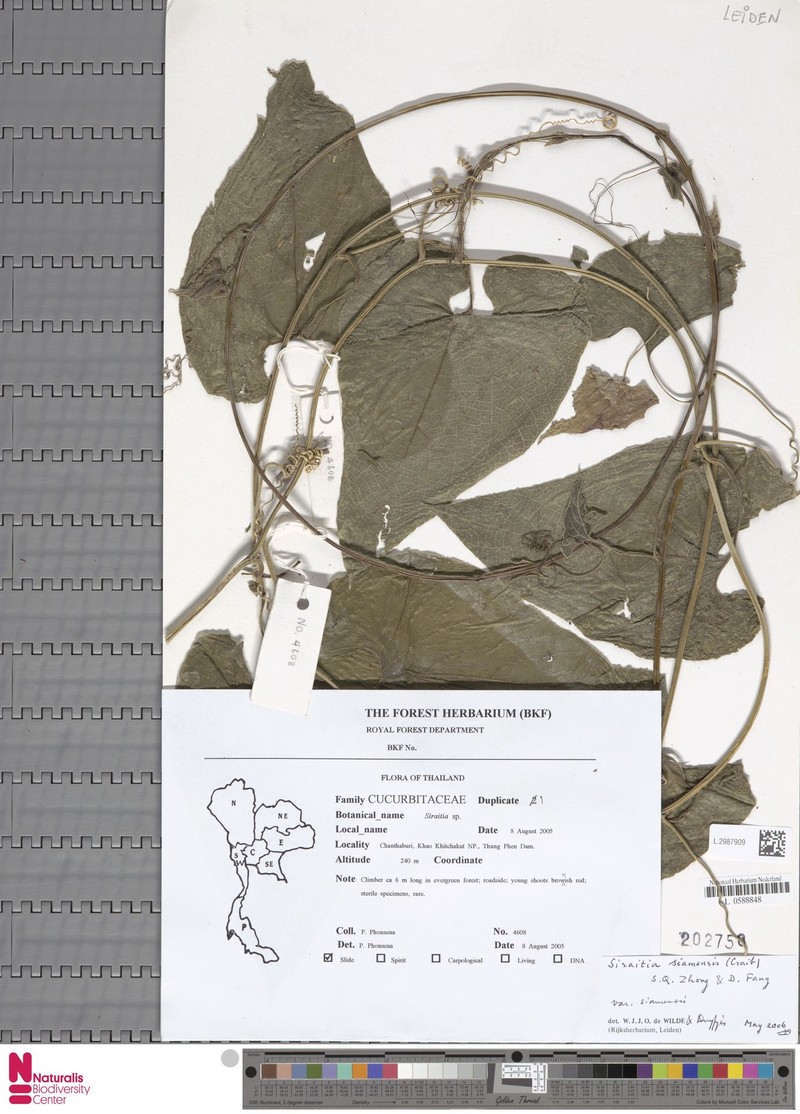 Siraitia siamensis var. siamensis photo 4
