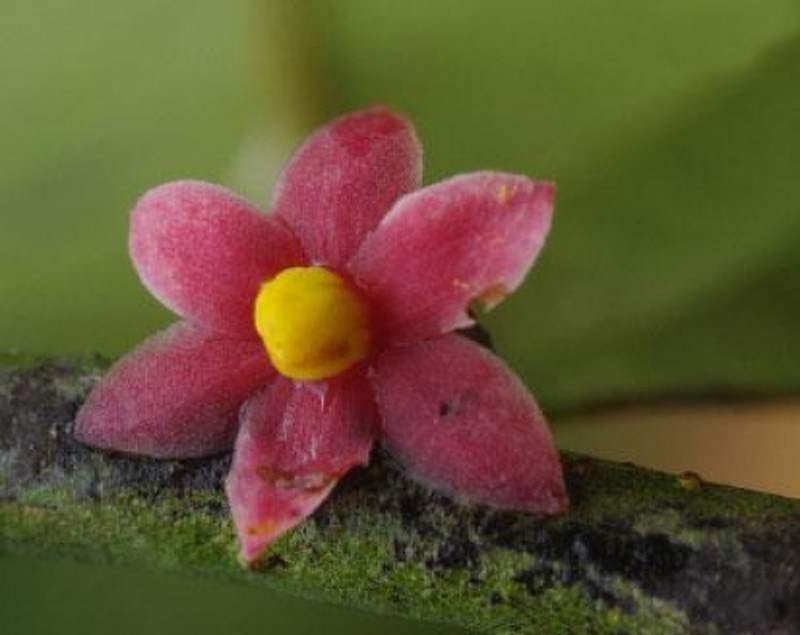 Sirdavidia solannona