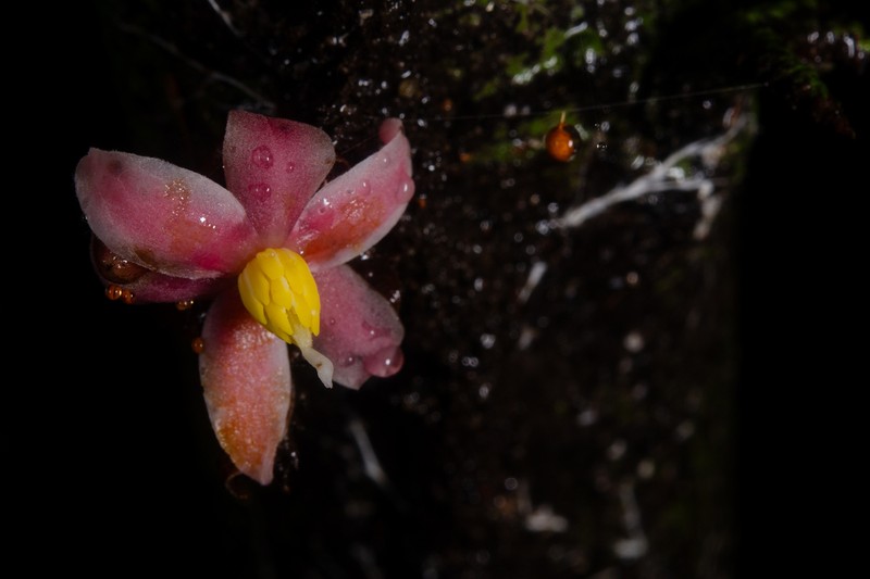 Sirdavidia solannona photo 3