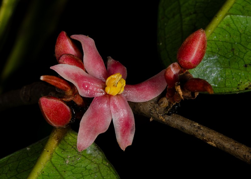 Sirdavidia solannona photo 4