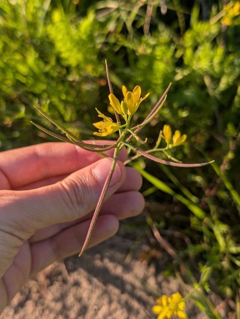 Sisymbrella aspera subsp. aspera