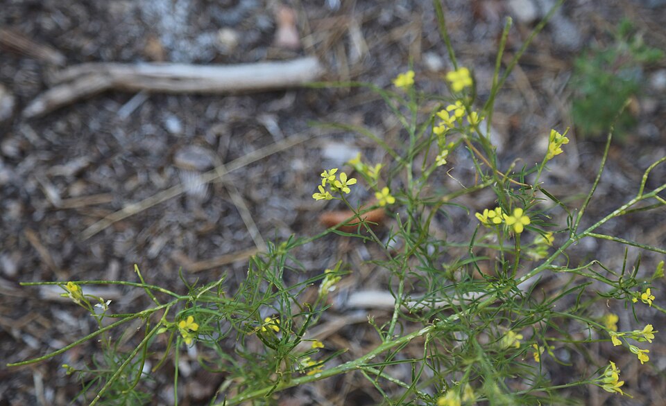 Tall Tumblemustard photo 5