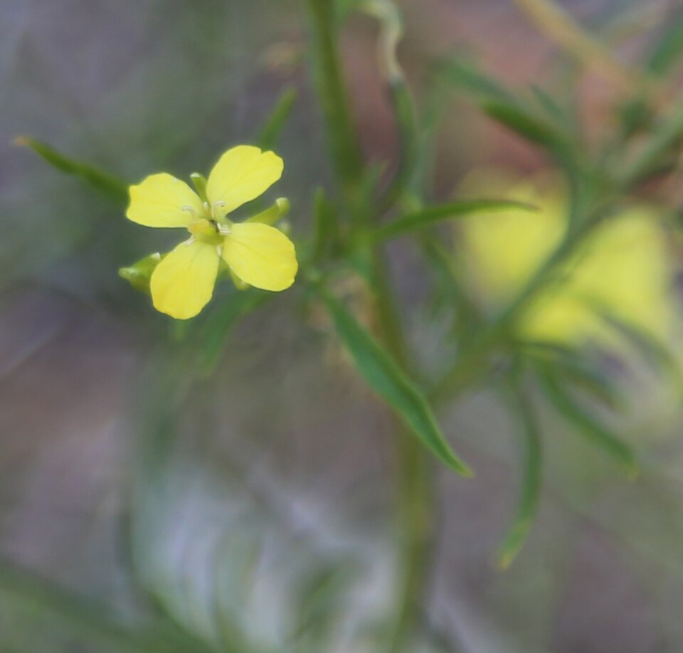 Tall Tumblemustard photo 6