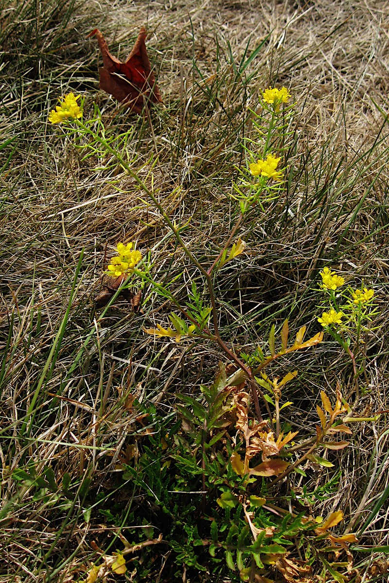 Tall Tumblemustard photo 2