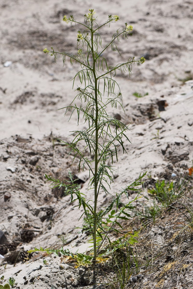 Tall Tumblemustard photo 3