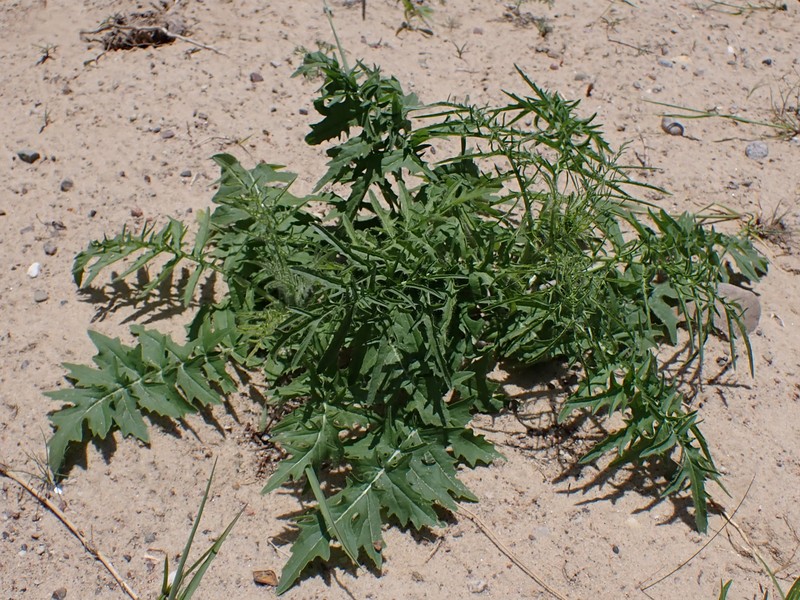 Tall Tumblemustard photo 4
