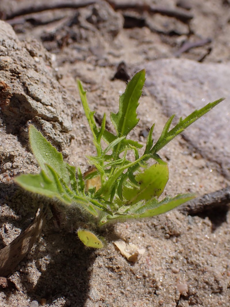 Tall Tumblemustard photo 7