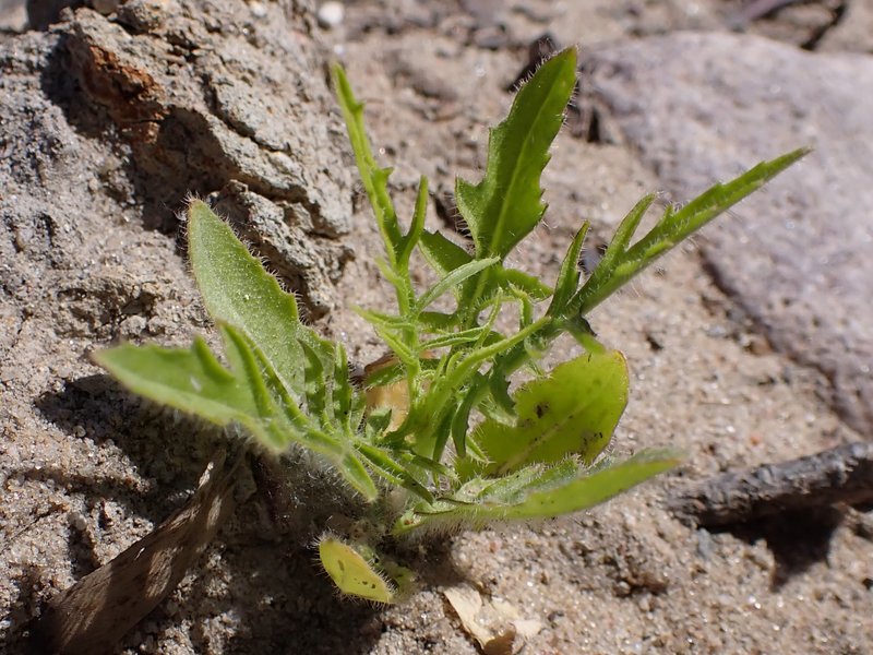 Tall Tumblemustard photo 8