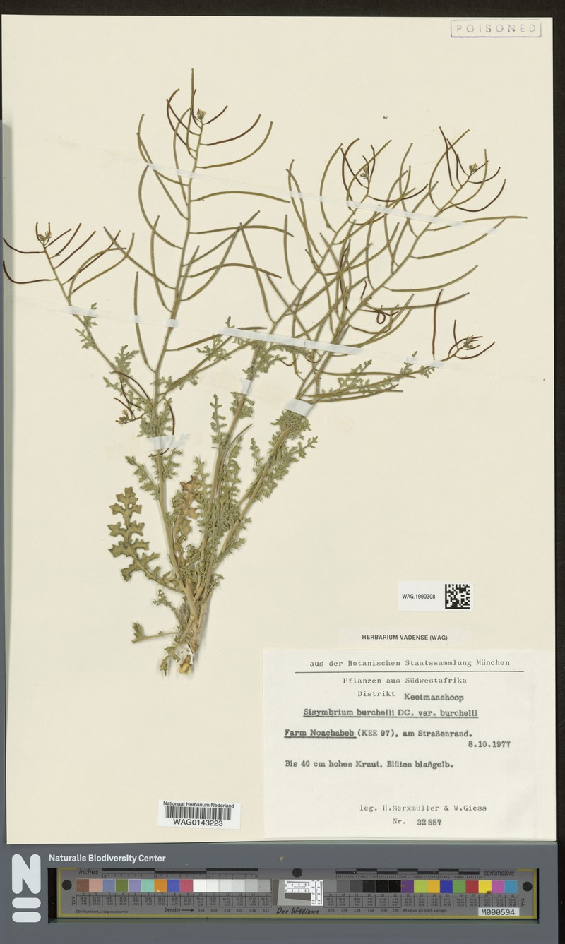 Sisymbrium burchellii var. burchellii