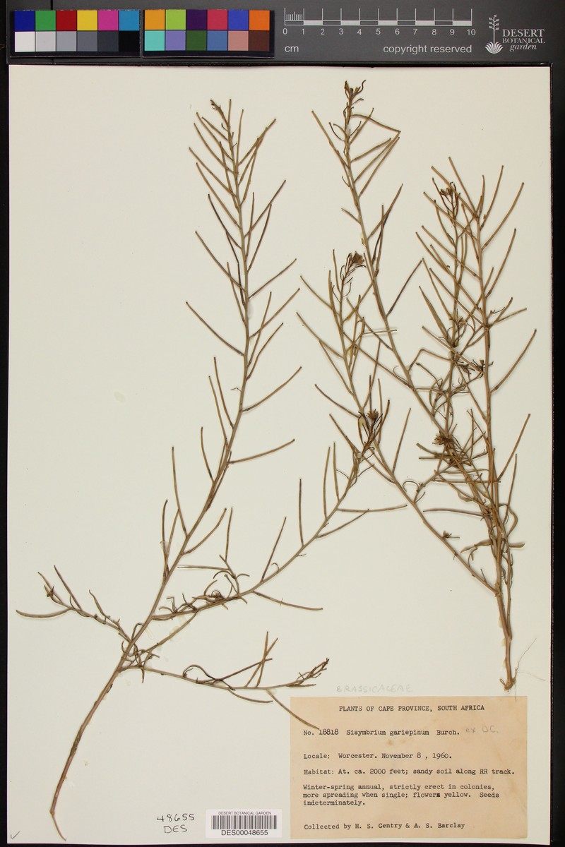Sisymbrium burchellii var. burchellii photo 2