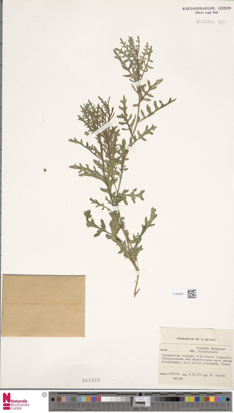Sisymbrium burchellii var. dinteri