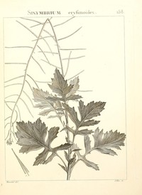 Mediterranean Rocket