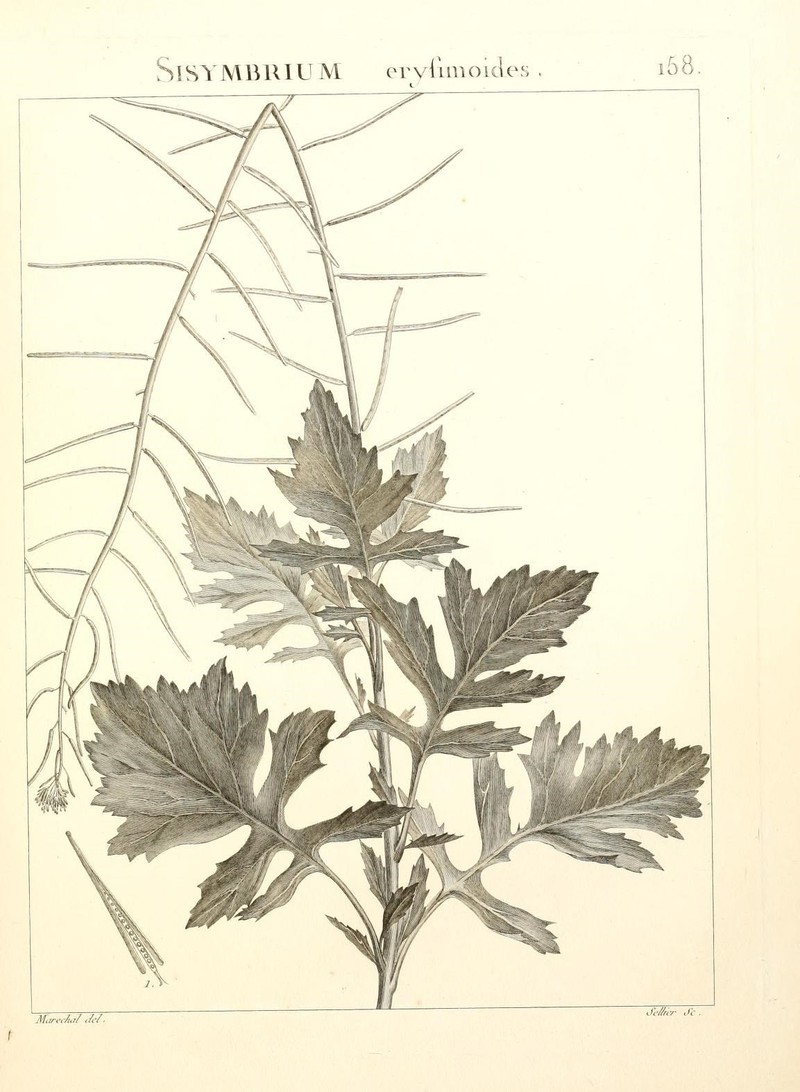 Mediterranean Rocket