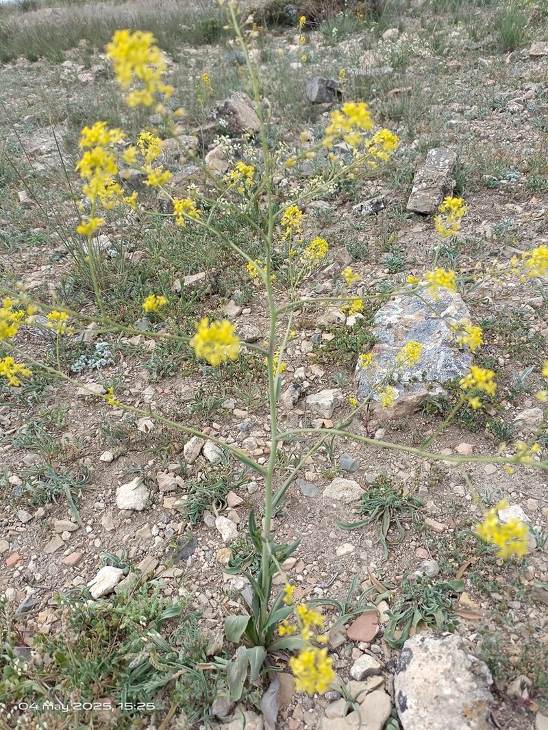 Sisymbrium isatidifolium