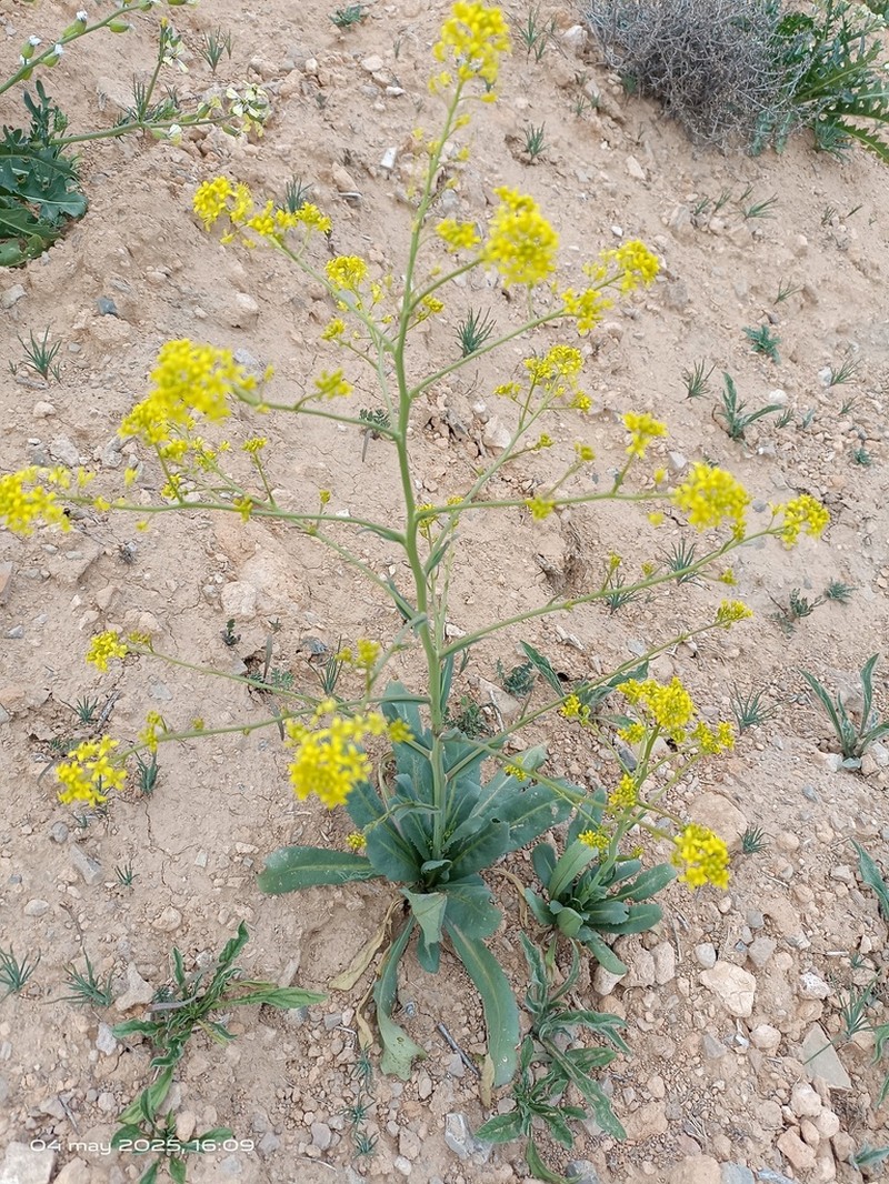 Sisymbrium isatidifolium photo 2