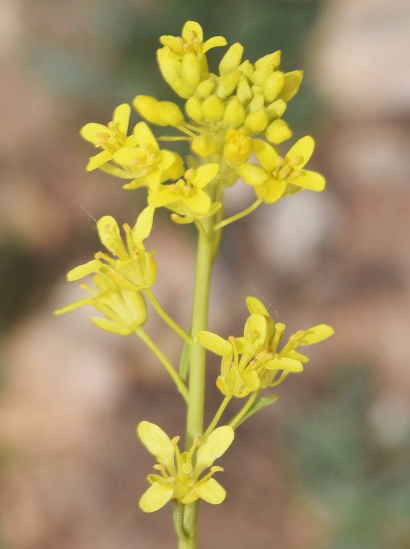 Sisymbrium isatidifolium photo 3