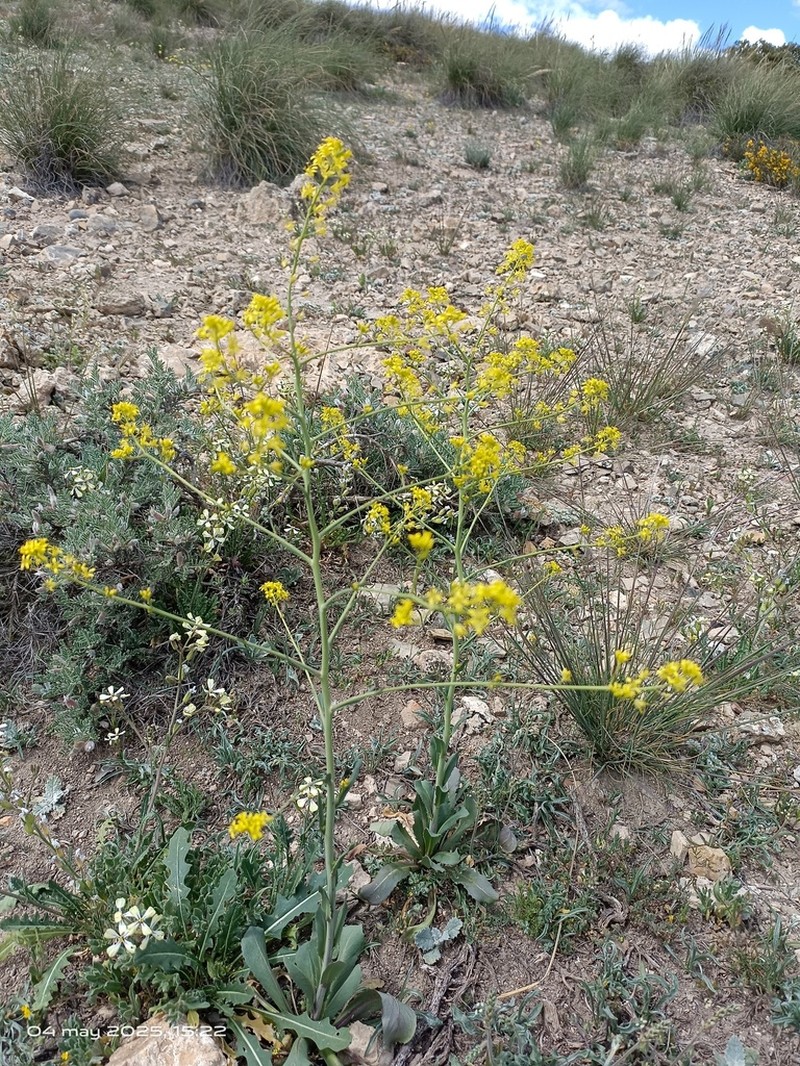 Sisymbrium isatidifolium photo 4