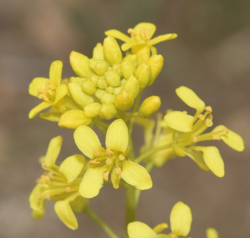 Sisymbrium isatidifolium photo 5