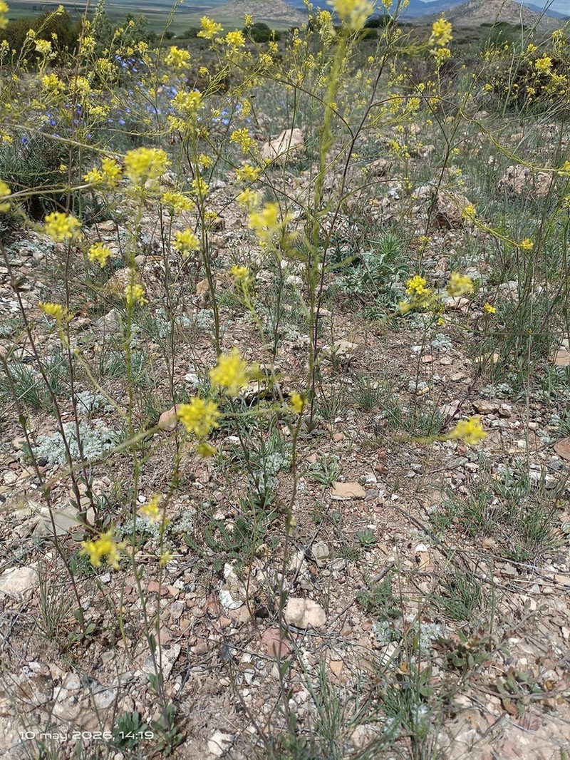 Sisymbrium isatidifolium photo 6