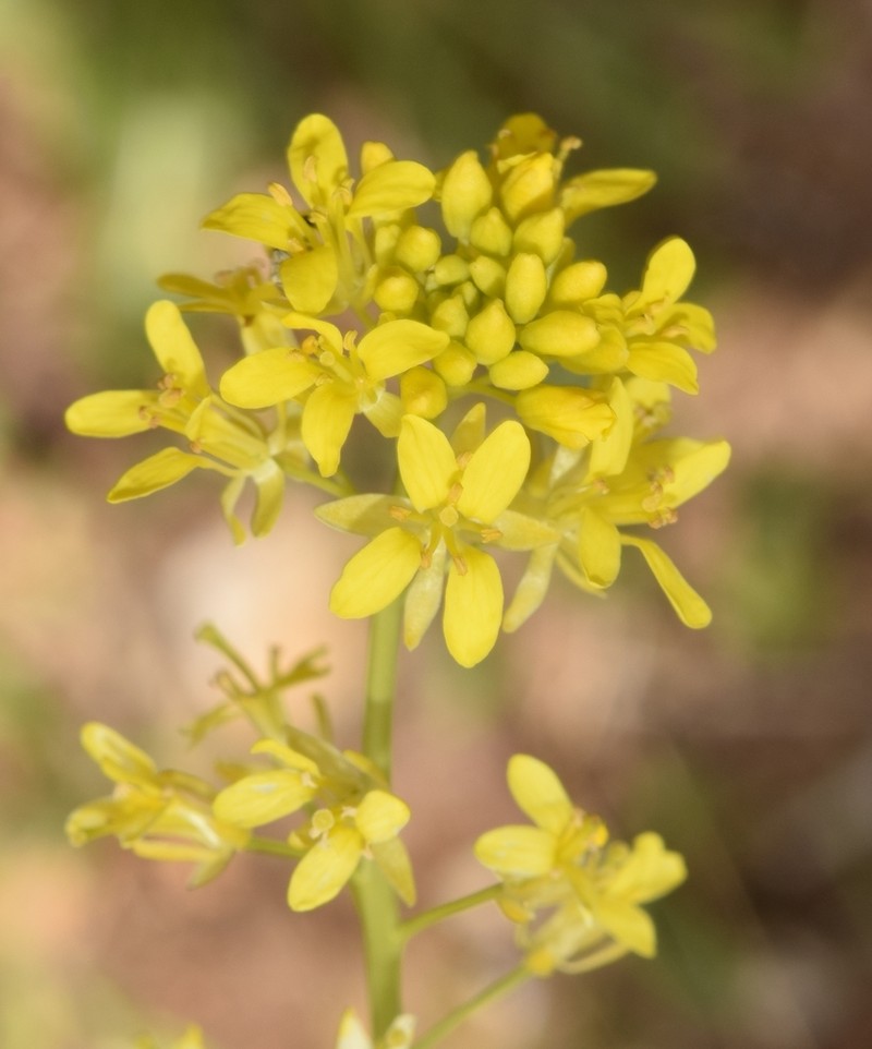 Sisymbrium isatidifolium photo 7