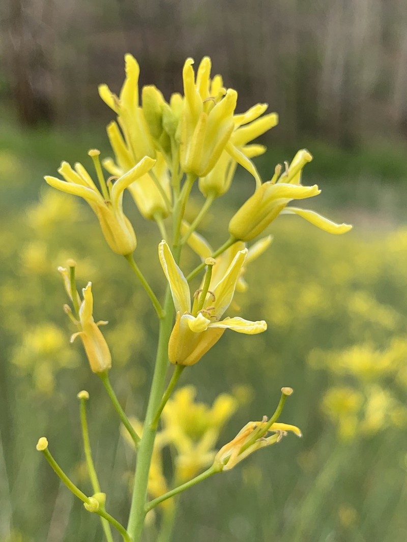 Flaxleaf Plainsmustard