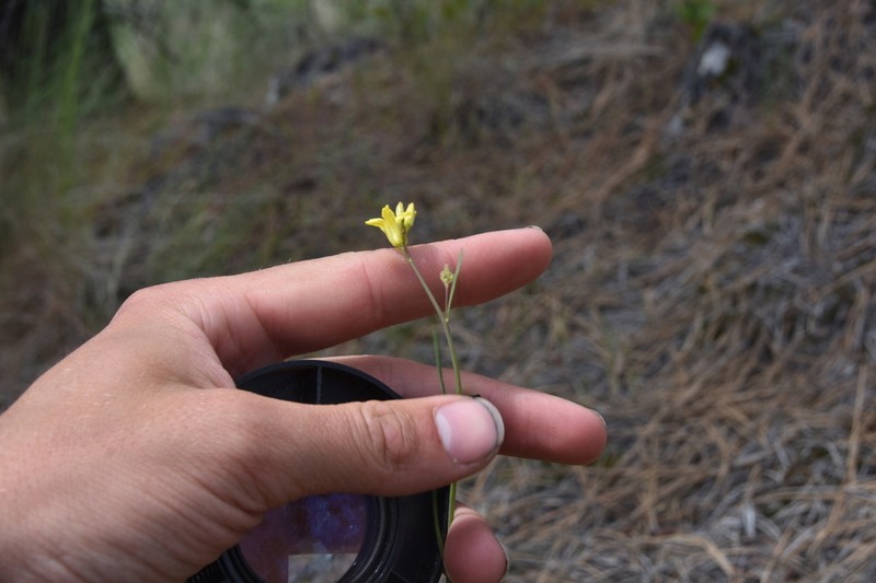 Flaxleaf Plainsmustard photo 2
