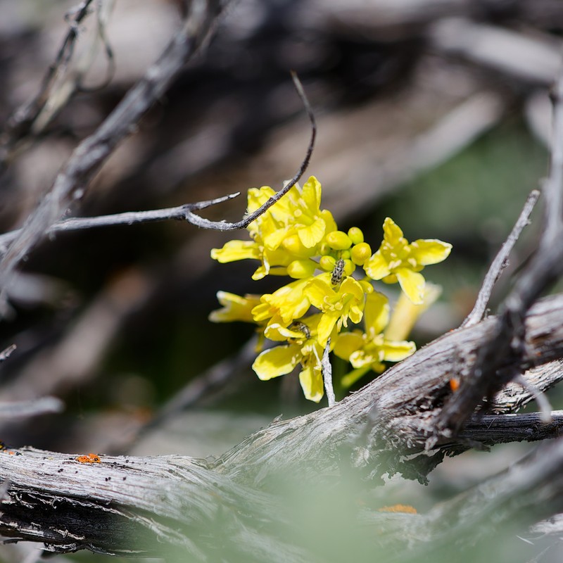 Flaxleaf Plainsmustard photo 3